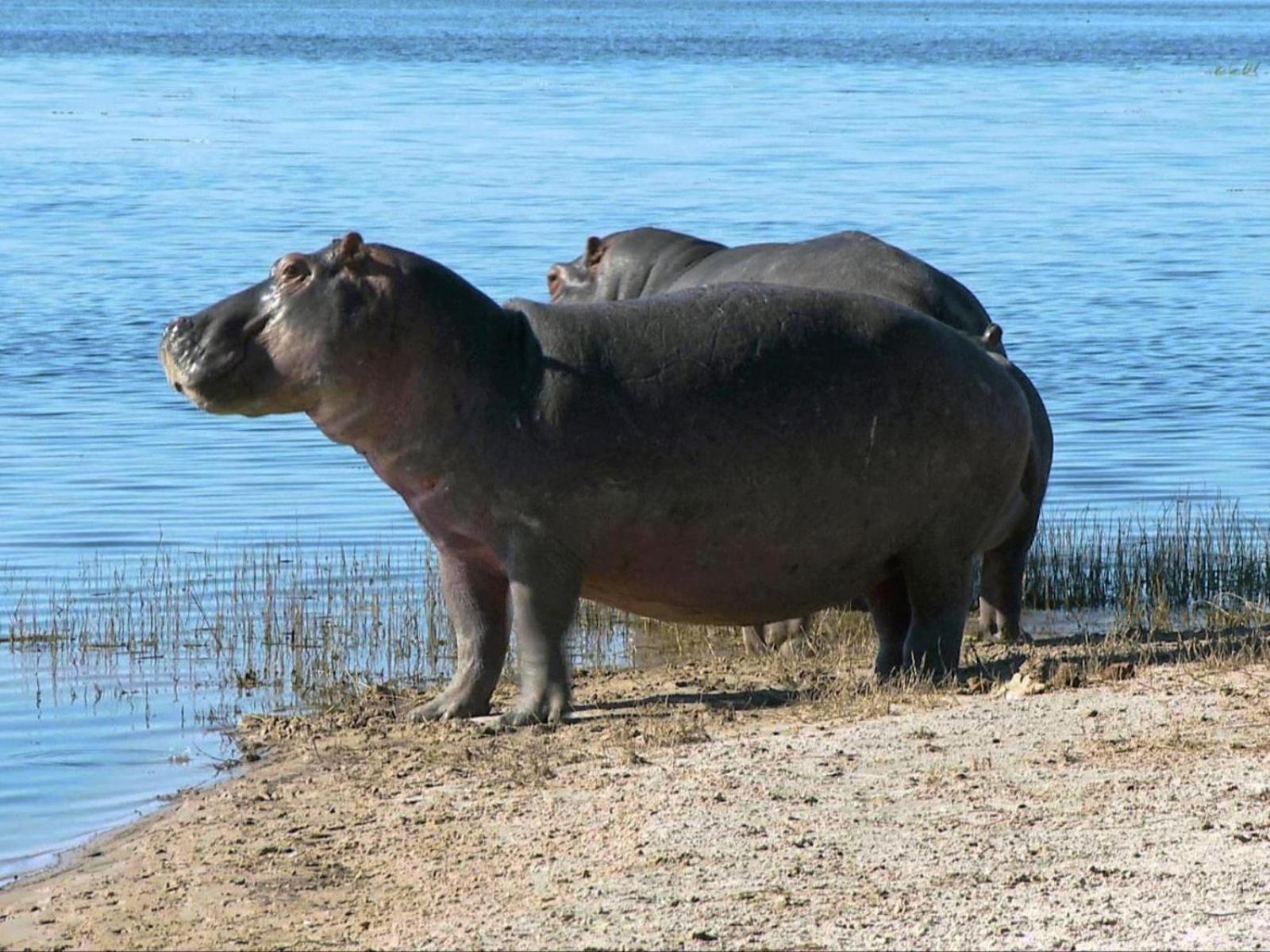 Kayova River Lodge Ndiyona Dış mekan fotoğraf